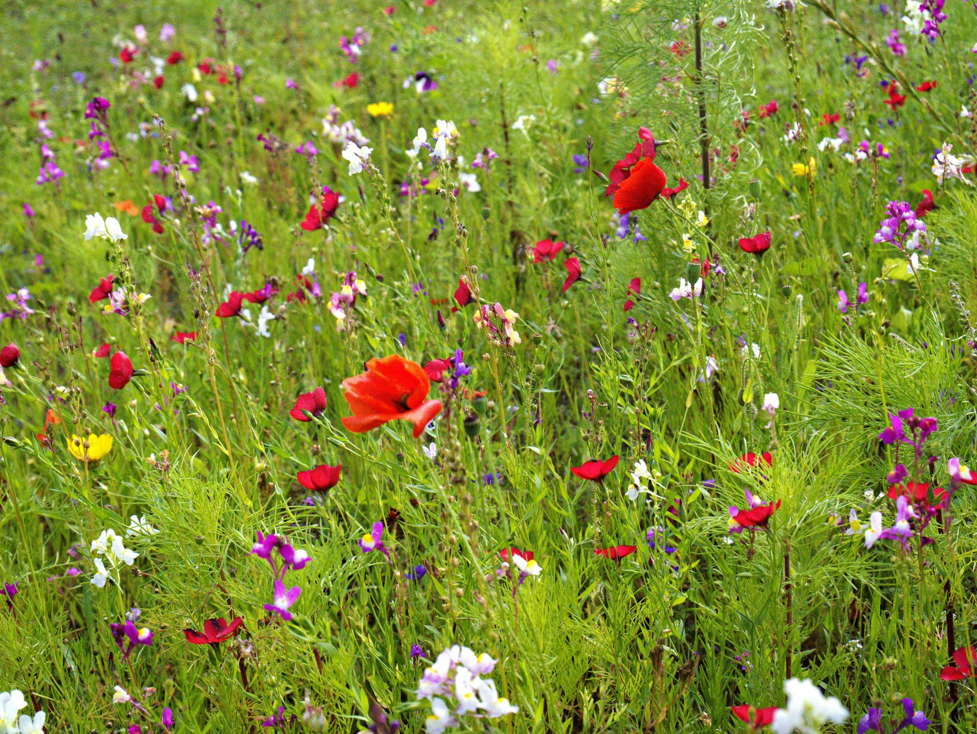 Bild einer Blumenwiese.